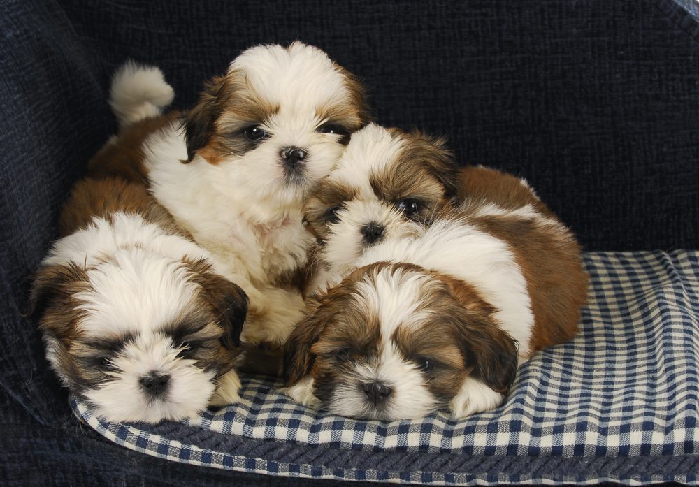 for shih tzu puppies