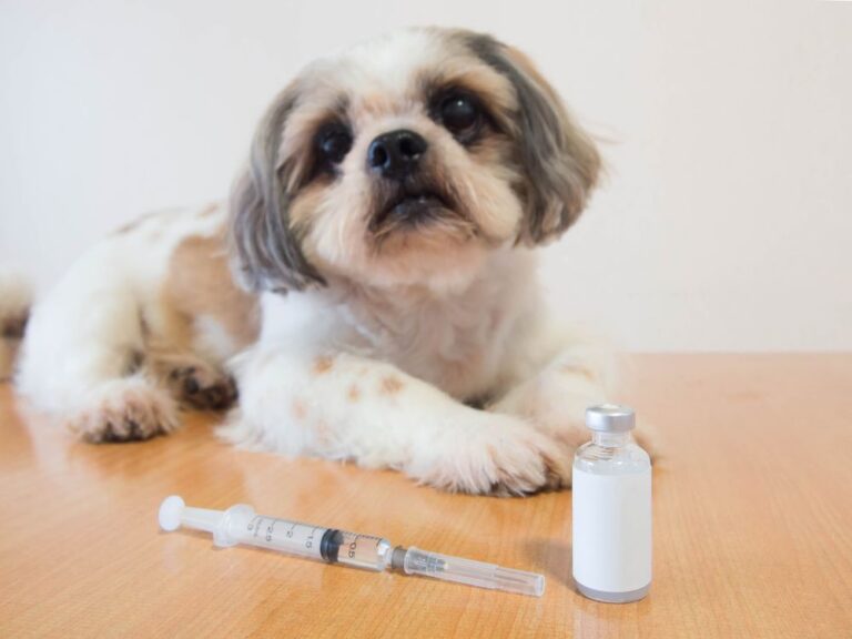 Shih Tzu Puppy Vaccine Schedule: A Complete Guide