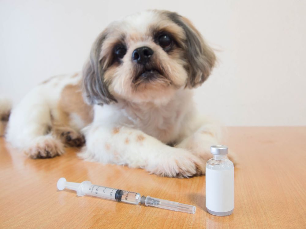 Following shih tzu puppy vaccine schedule is super important for your furry friends health during all of his/her lifespan.