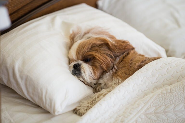 Brown and white Shih Tzu resting its head on a pillow in bed