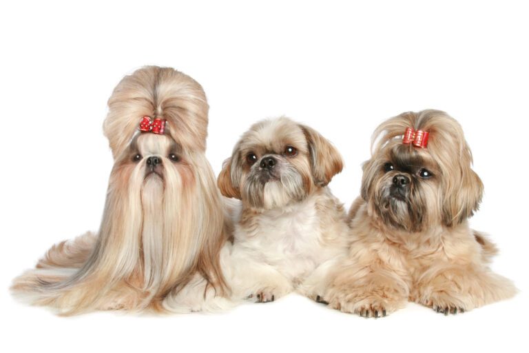 Can Shih Tzus Change Colors?
