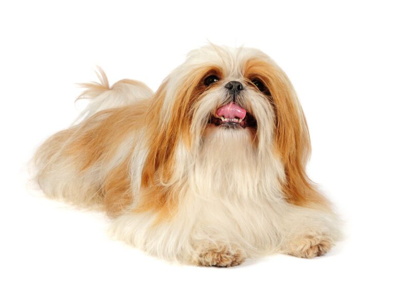 Yellow Foam Vomiting in Shih Tzus: What It Means and How to Address It