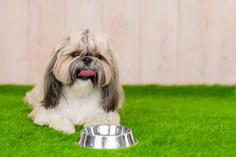 Long-haired Shih Tzu lying on artificial grass beside a bowl