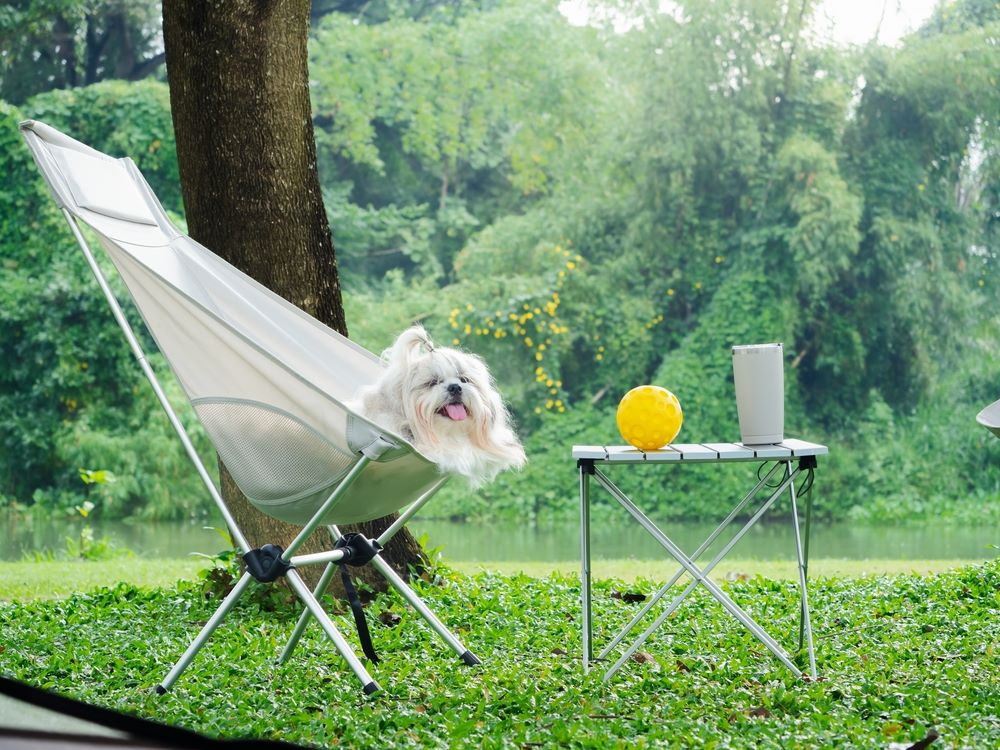If you are traveling with a small furry friend, this shih tzu travel guide can help you.