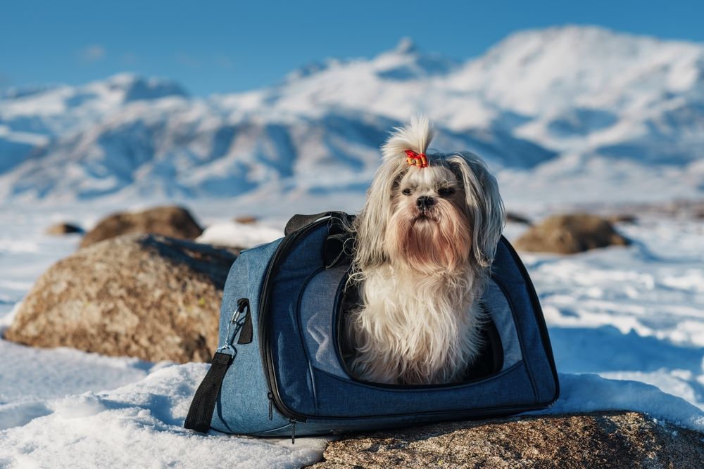 traveling with a shih tzu