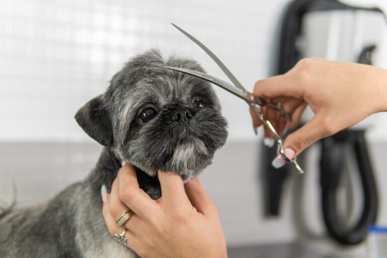 Art of Shih Tzu Grooming: A Step-by-Step Guide to Teddy Bear Cuts