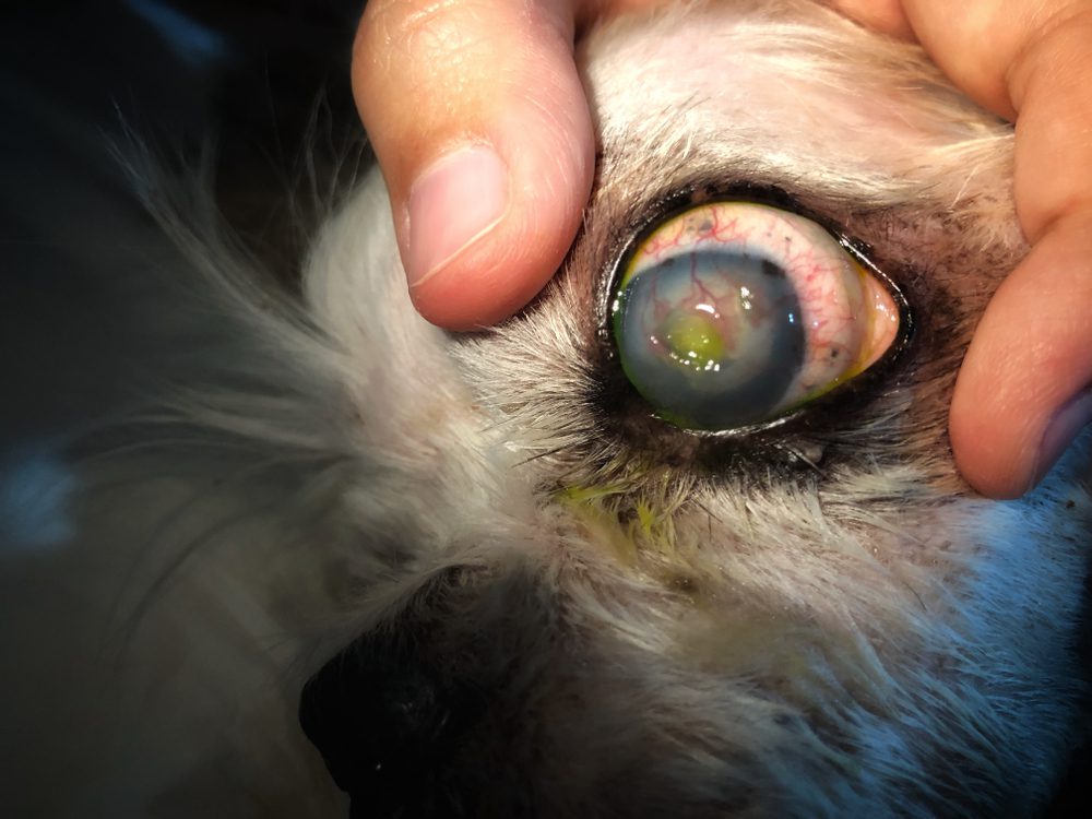 Shih Tzu Eye Infections