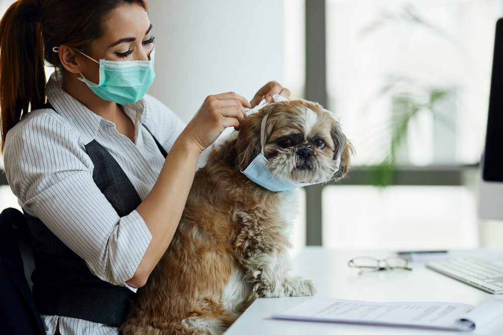 Shih Tzu Kennel Cough: Prevention, Symptoms & Quick Recovery Tips!