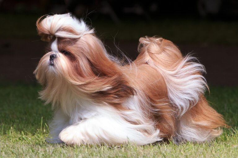 Gold and white long-coated Shih Tzu running across green grass