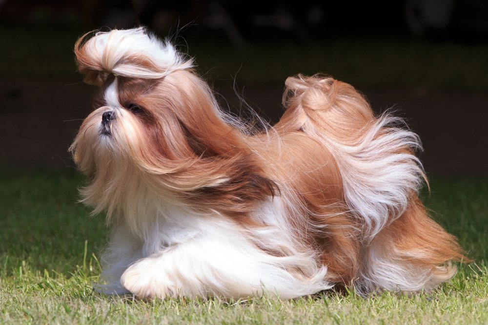 Gold and white long-coated Shih Tzu running across green grass