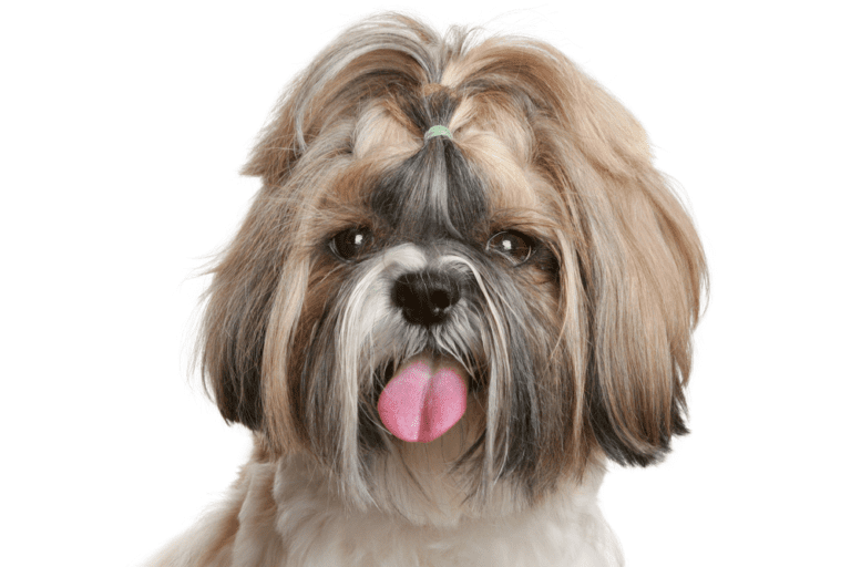 5 Symptoms Your Shih Tzu Might Be Dying