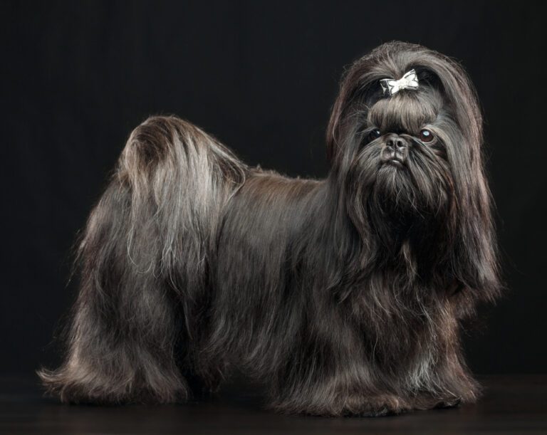 Grooming Guide for Your Black Shih Tzu