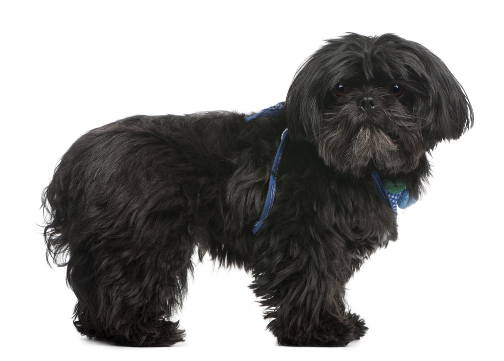 Health Considerations for Black Shih Tzus