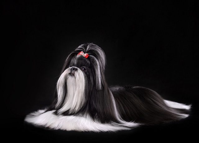 How to Care for a Black and White Shih Tzu 1