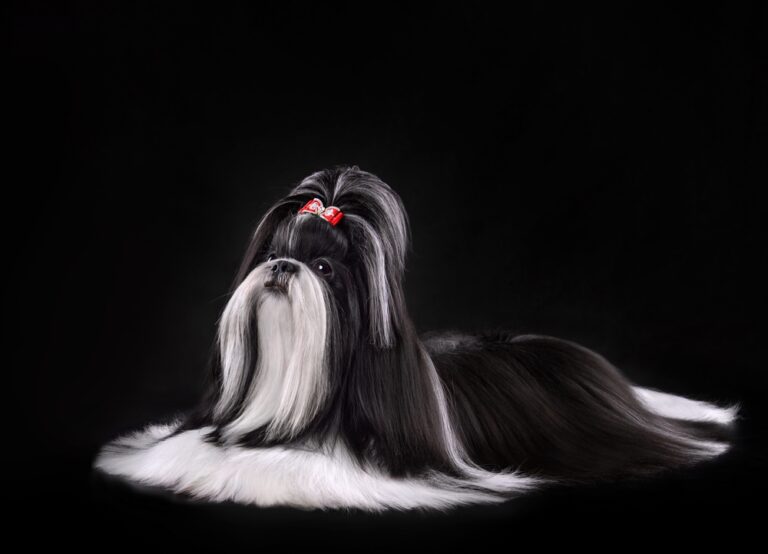 How to Care for a Black and White Shih Tzu