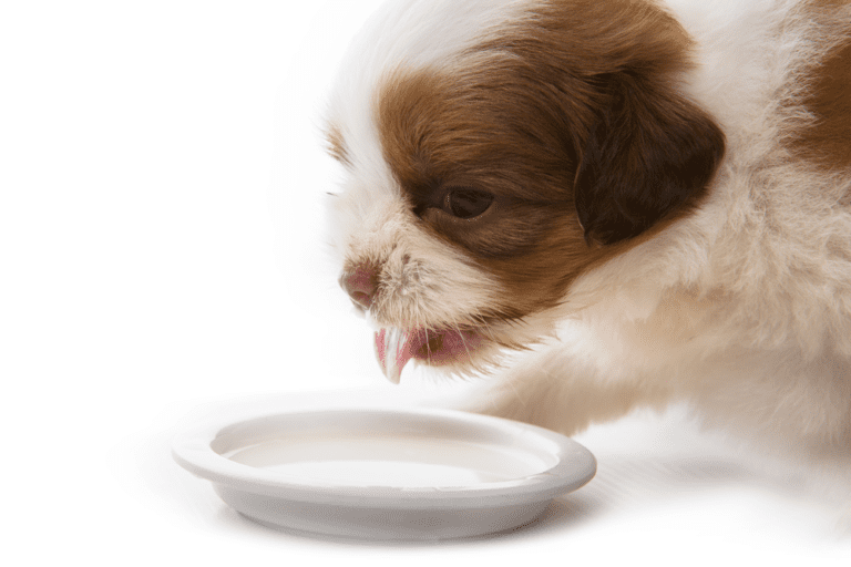 Shih Tzu Drink Milk