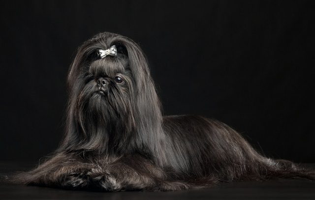 The Temperament of Black Shih Tzus 1