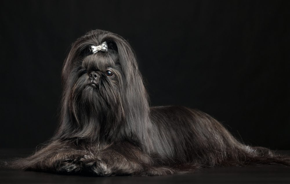 The Temperament of Black Shih Tzus