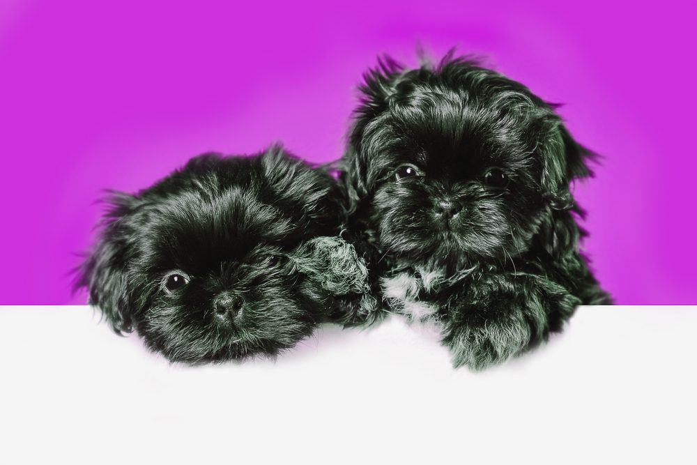 Black Shih Tzu puppy