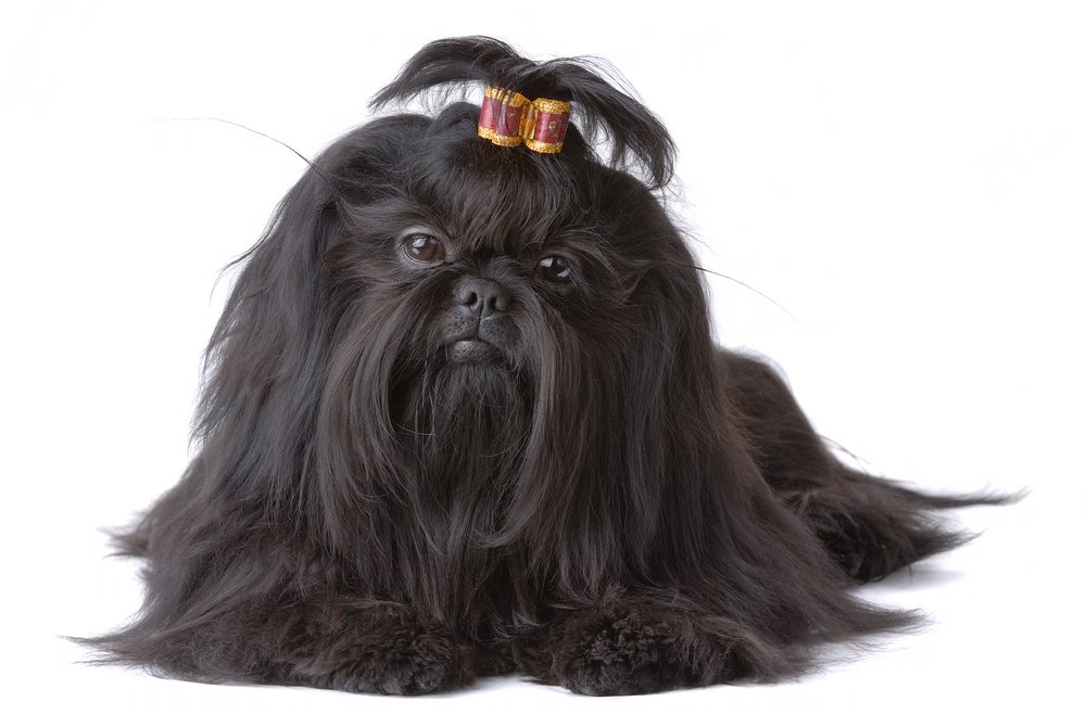 Black Shih Tzus