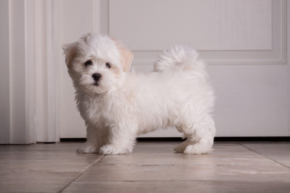 White Shih Tzus