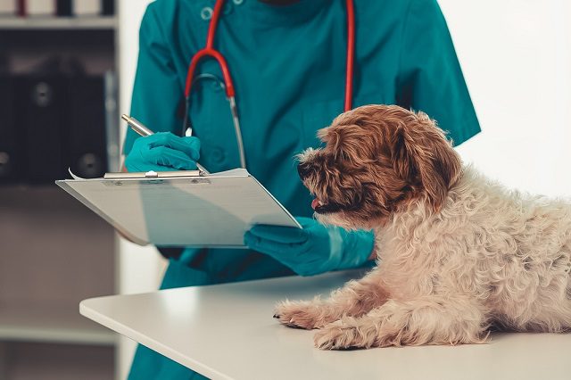 Veterinarian taking notes while examining a Shih Tzu