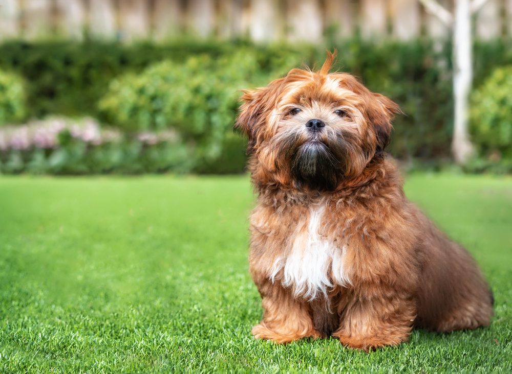 Brown Shih Tzus