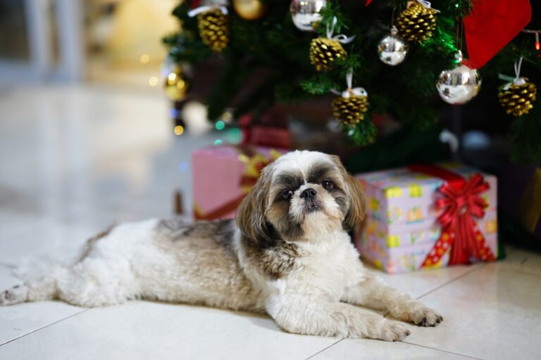 Shih Tzu Be a Service Dog