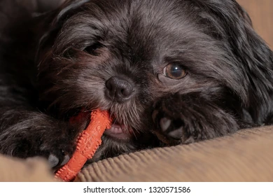 Training a Black Shih Tzu Puppy