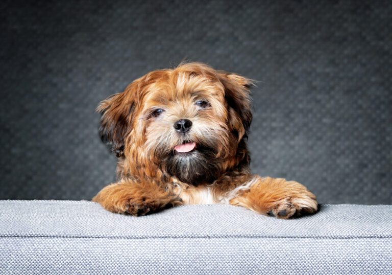 Black and Brown Shih Tzu