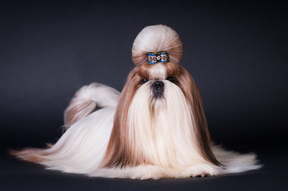 Long-Haired Shih Tzus