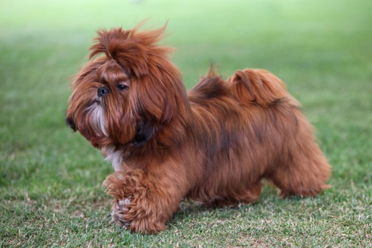 Mysteries of Brown Shih Tzus