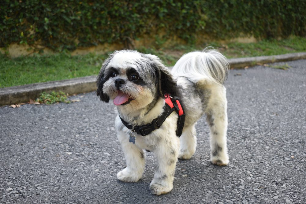 Short-Haired Shih Tzu