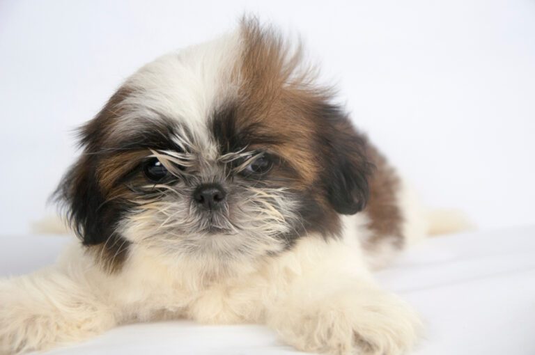 The Imperial Shih Tzu