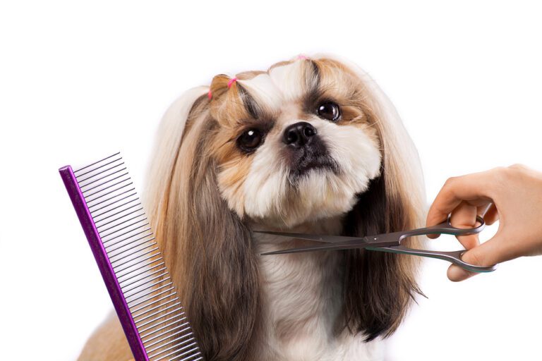 Trim Your Shih Tzu's Face