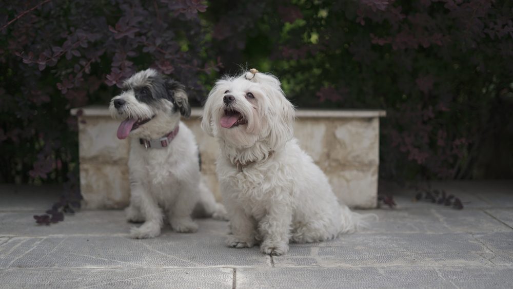 shih tzu terrier dog