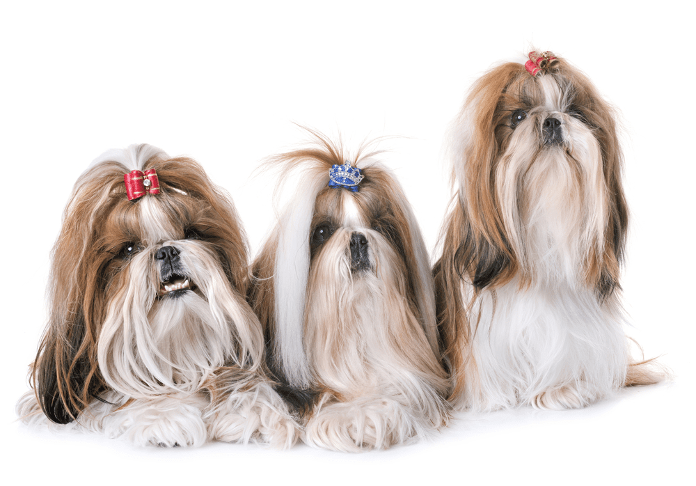 How Long Do Shih Tzu Dogs Live