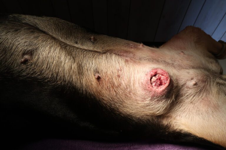 Mammary Cancer