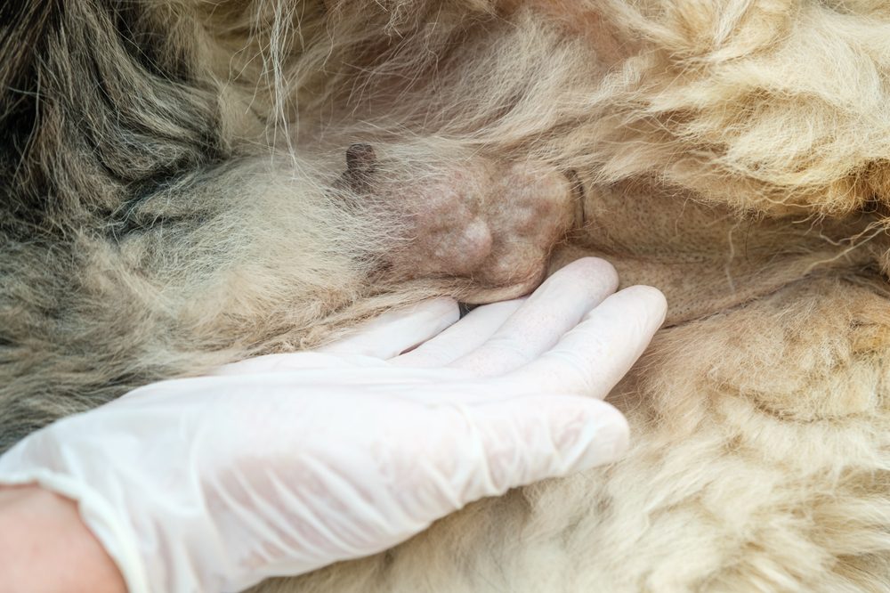 Mast Cell Tumors in Shih Tzu