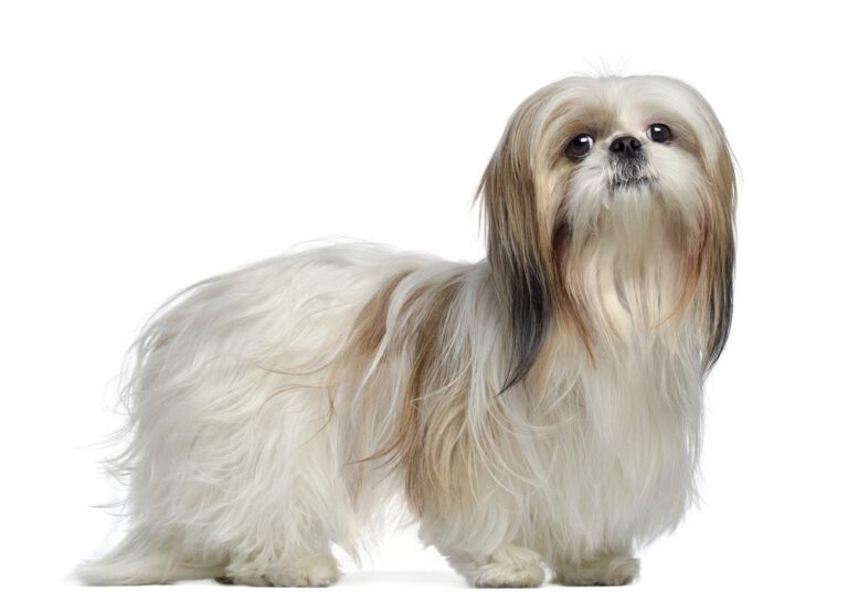 Shih Tzu Considered a Senior Dog