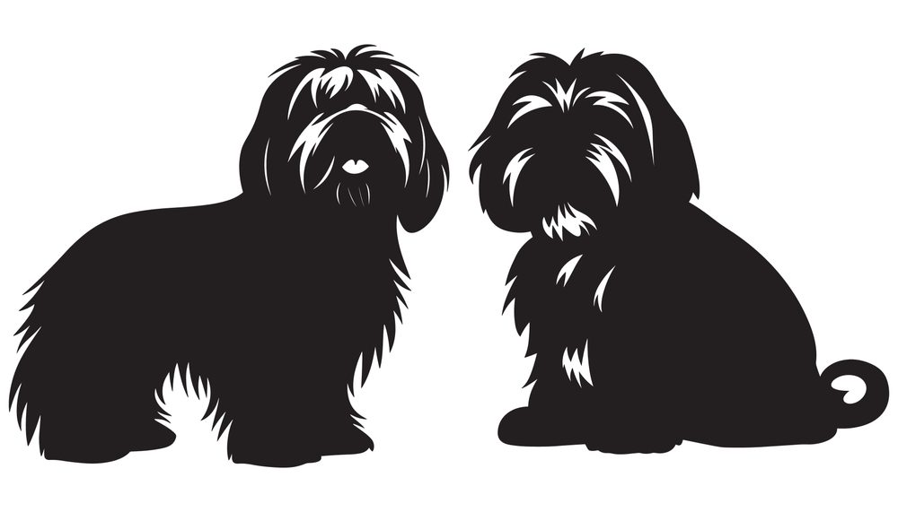 Shih Tzu Lifespan by Gender