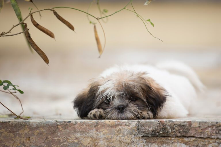 Reverse Sneezing in Shih Tzus