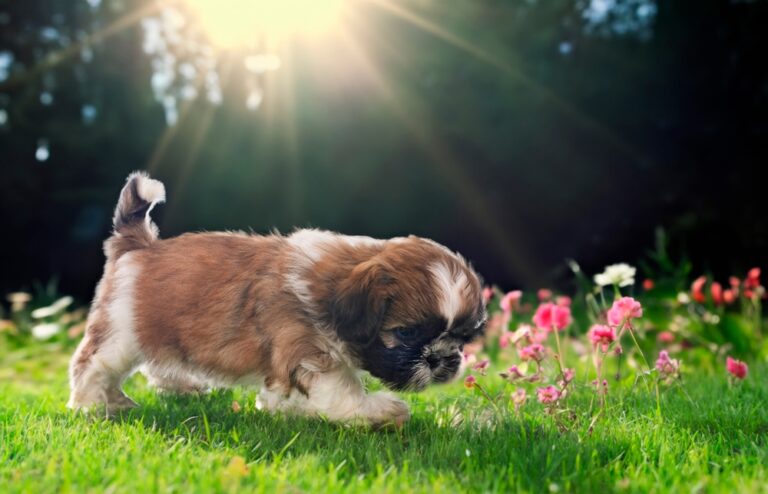 Shih Tzu Heat Stroke Prevention