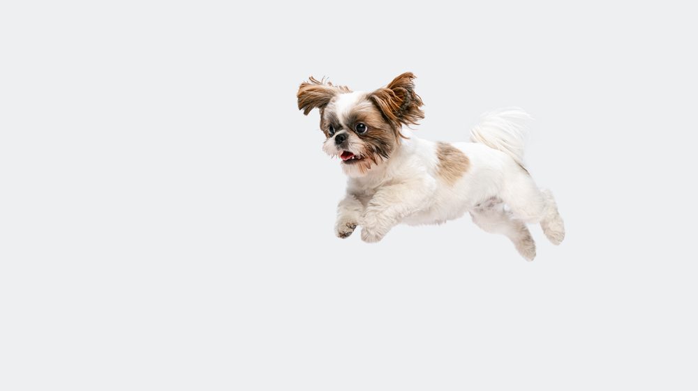 Shih Tzu ear hair removal