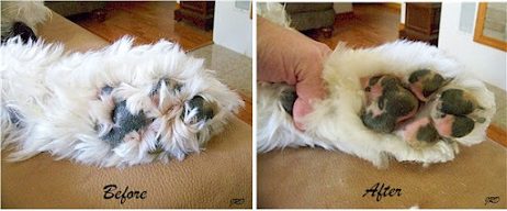 Trim Shih Tzu Paw Pad Hair 1