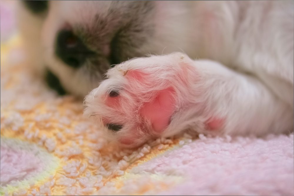 Trim Shih Tzu Paw Pad Hair